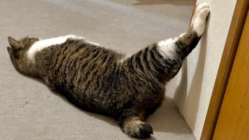 壁に足をつけて寝転ぶ猫