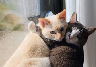睨む猫たち