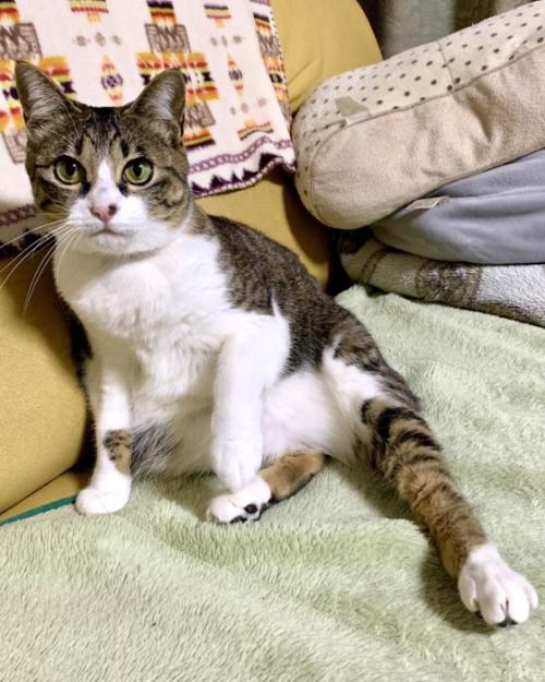 どや顔で左足を見せつけている猫