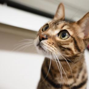 猫が尿を飛ばす『スプレー行為』をする理由3つ　どんな意味があるの？ニオイ対策や予防法まで