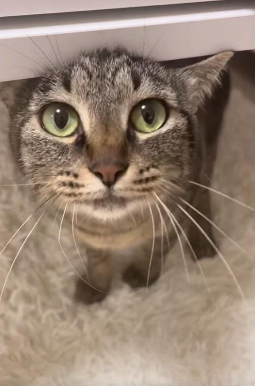 見つめる猫