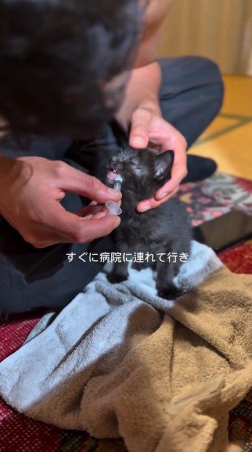 ミルクを飲む子猫