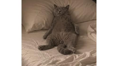 室内にいる猫