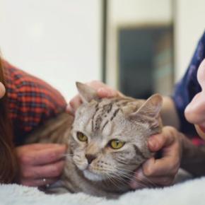 『怒らない猫』が隠しているホンネ4つ　実際はどう思っているの？飼い主が気を付けたいことまで