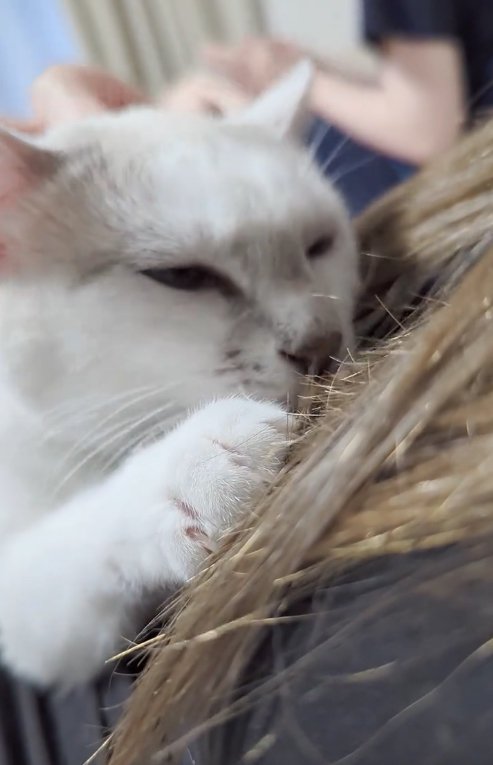 飼い主に抱っこされて目を細めている猫の顔アップ