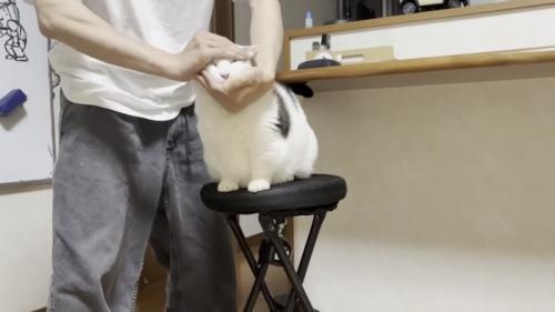 こねられる猫の写真2