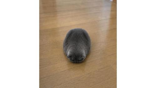 室内にいる猫