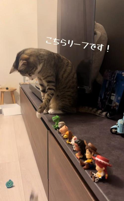 フィギュアを前足で落としている猫