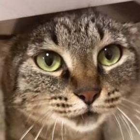 撫でられ好きの『甘えん坊な猫』→机の下にいると思ったら…たまらなく可愛い行動に悶絶の声「心臓止まった」「ため息が出た」と32万再生