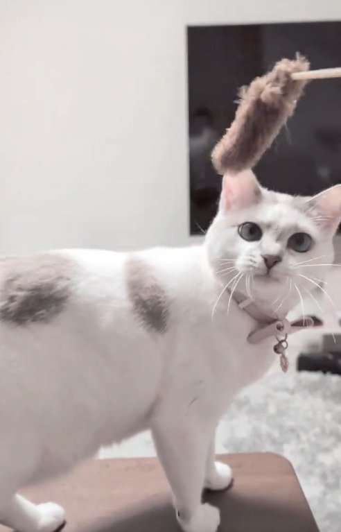猫じゃらしを見つめている猫