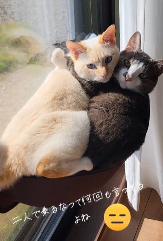 ぎゅうぎゅう詰めでハンモックに乗る2匹の猫