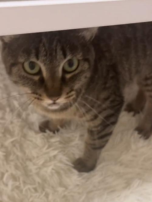 机の下の猫