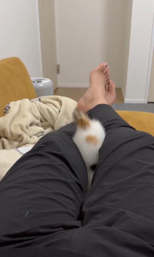 さかさまの猫