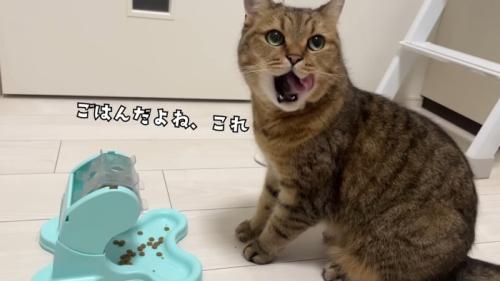 ごはんだよね、これ