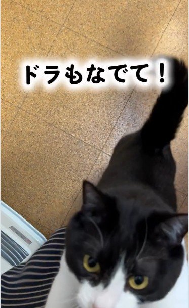 人に抱き着いている猫