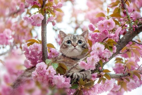 桜の枝の間にいる猫