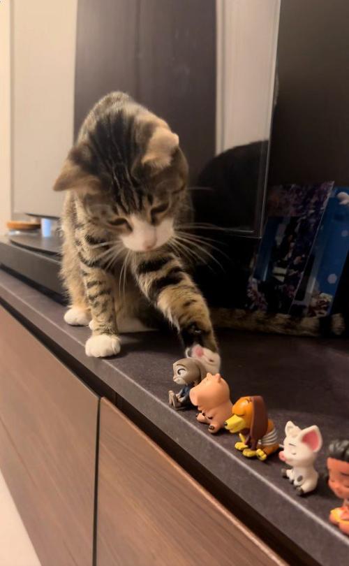 フィギュアを前足でつついている猫