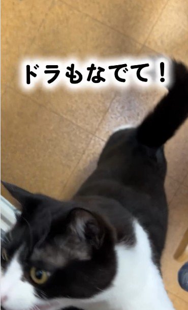 人に抱き着いている猫