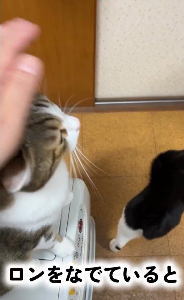 ストーブの上に座っている猫