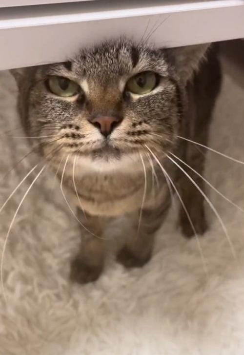 気持ちよさそうな猫