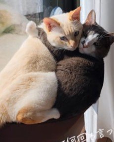 抱き合ってこちらを見る猫たち