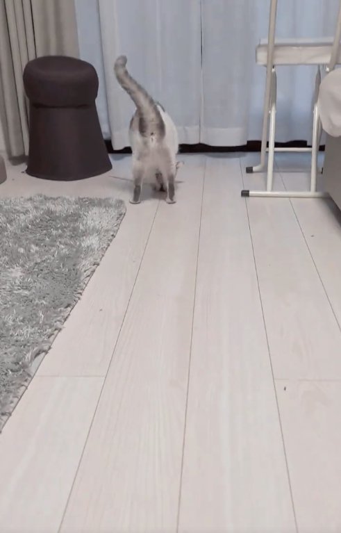 画面奥にいる猫の後ろ姿