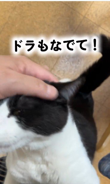 人に抱き着いている猫