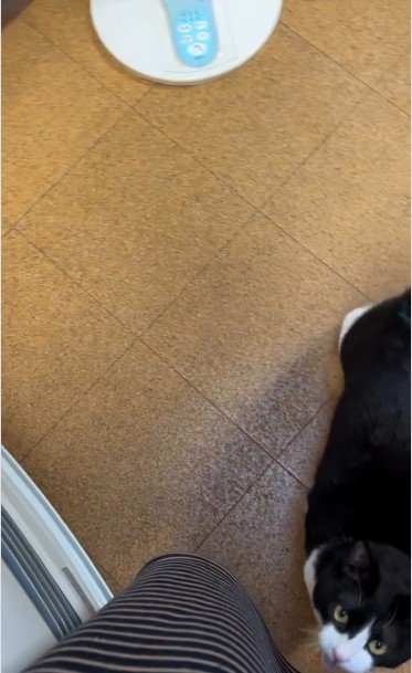人の足元に立っている猫