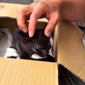 カラスに狙われていた『目がほとんど見えていない子猫』→保護して１年……涙あふれる『成長記録』に「感動した」「本当にありがとう」の声