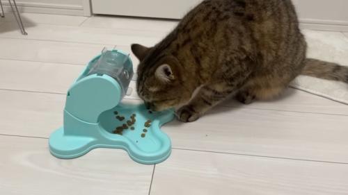 ごはんに顔を近づけて