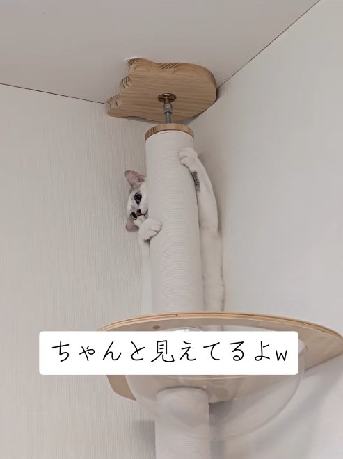 ポールの裏に立って顔を覗かせている猫の全身