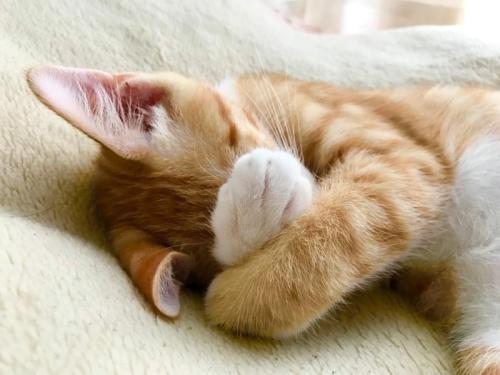 手で顔を隠して眠る子猫