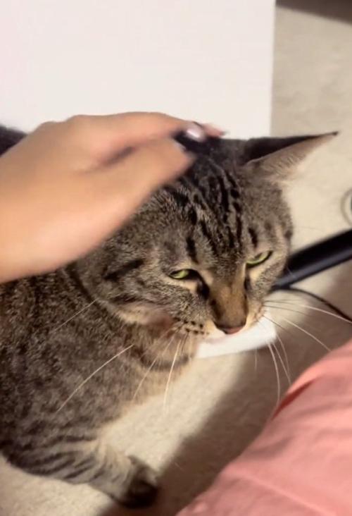 不満げな猫