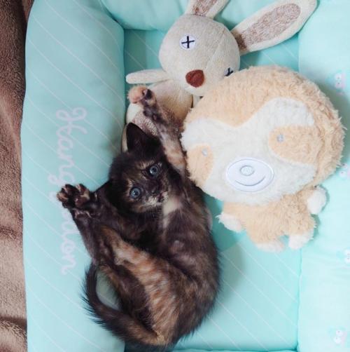 仰向けに寝転ぶ子猫
