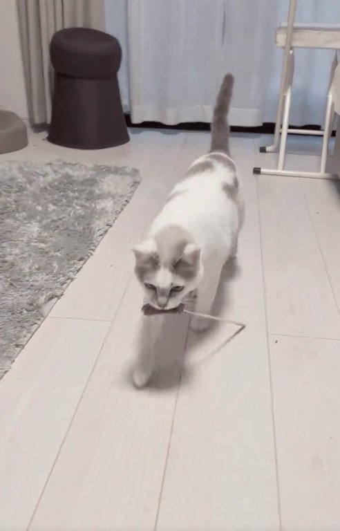 猫じゃらしをくわえている猫