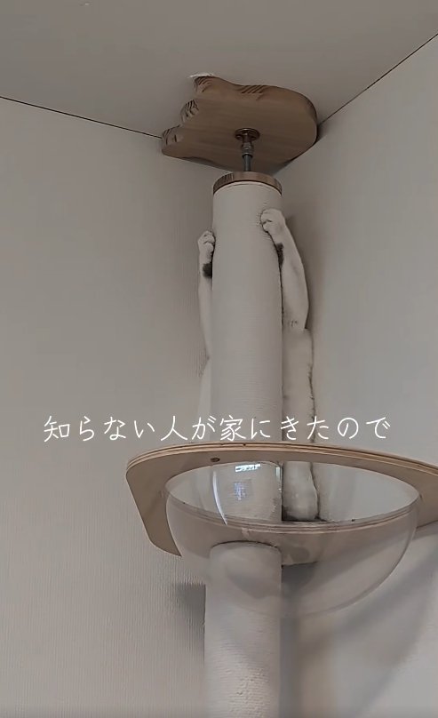 ポールの裏に立って両前足を上げている猫