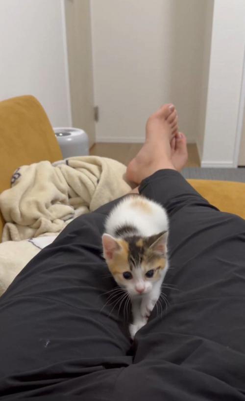 こちらを向く猫