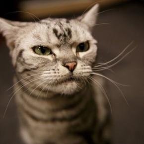 猫が『飼い主のイメチェン』で見せる反応5選　別人だと思ってる？安心させてあげる方法まで