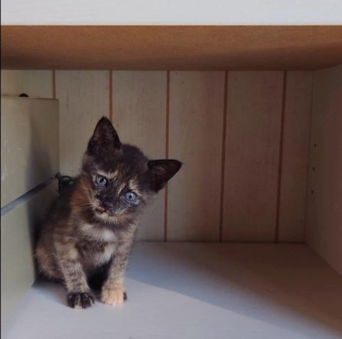 こちらを見つめる子猫