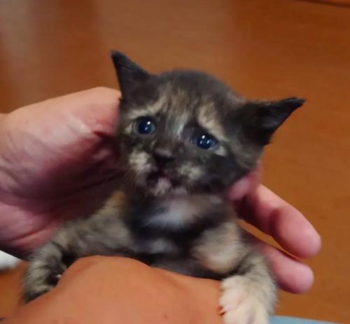 手にしがみつく子猫