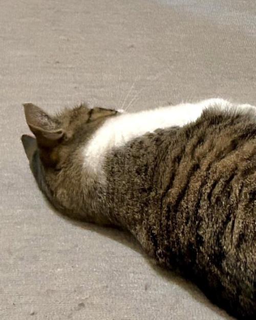 背中を向けて寝転ぶ猫の上半身
