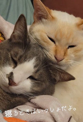 一緒に寝る猫たち