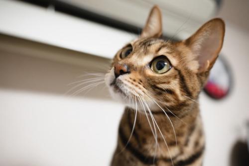無邪気な猫