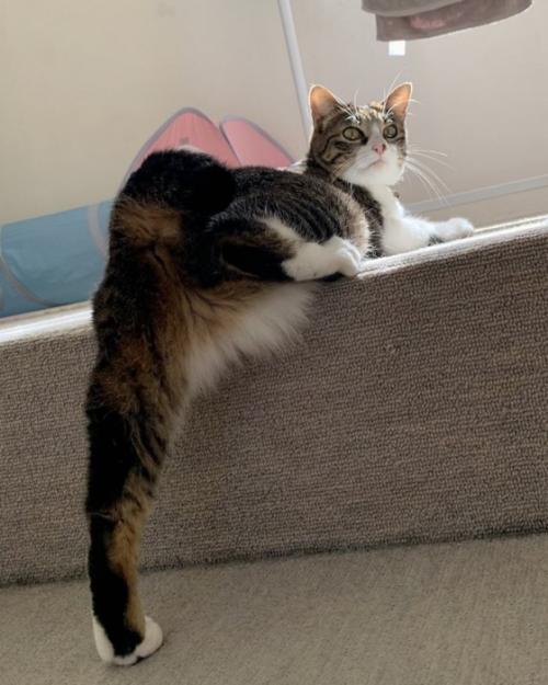 段差を上る途中で左足だけ伸ばして後ろを振り返る猫