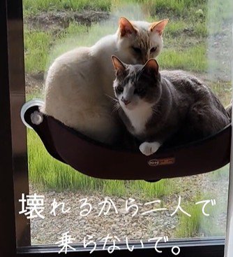 ハンモックに乗る2匹の猫