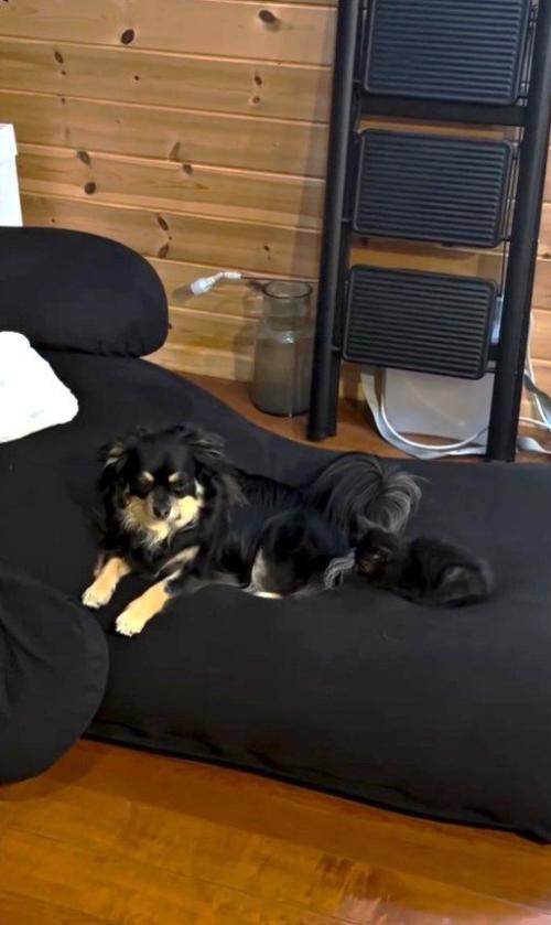 先住犬と並ぶ子猫