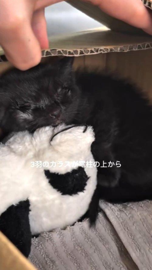 目の状態が悪かった子猫