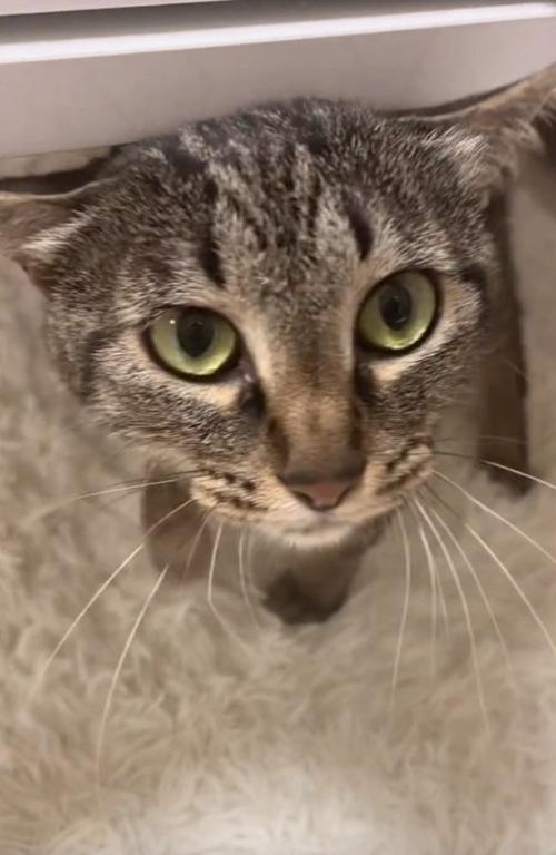 頭を擦り付ける猫