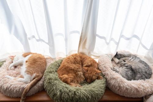 窓辺で眠る3匹の猫