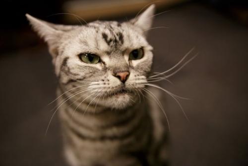 警戒する猫